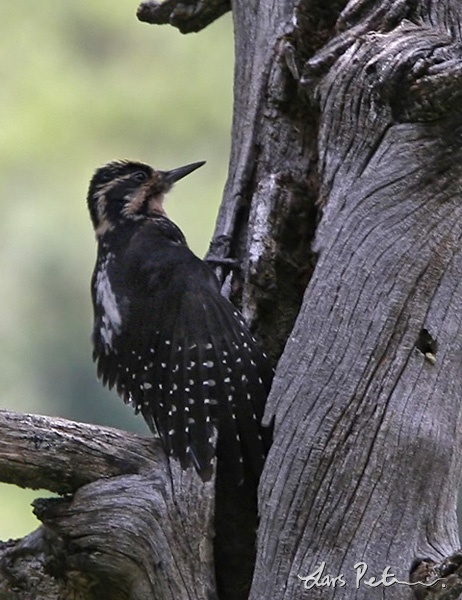 Eurasian Three-toed Woodpecker